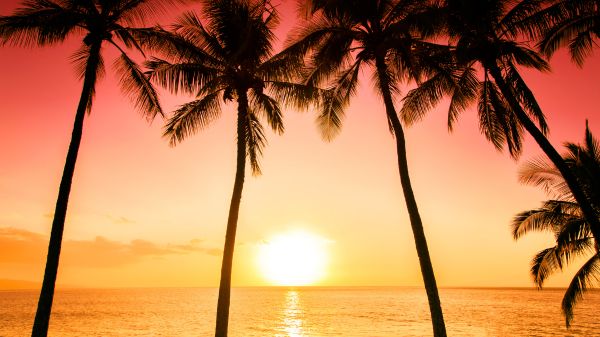 A photo of the sun setting over the ocean with palm trees in the foreground.